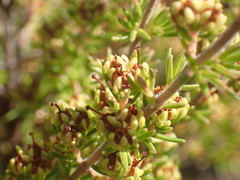Erica glumiflora