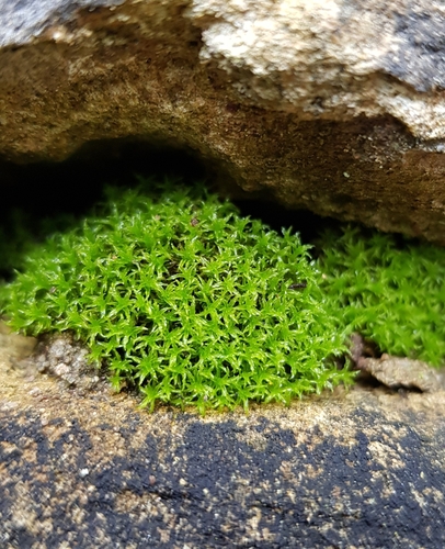 Streblotrichum convolutum