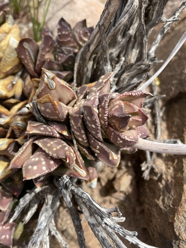 Astroloba bullulata