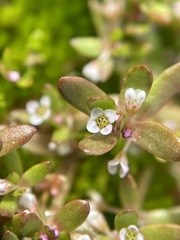 Crassula natans