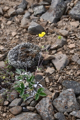 Potentilla × prostrata