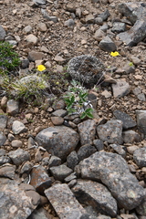 Potentilla × prostrata