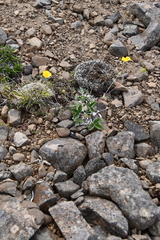 Potentilla × prostrata