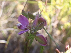 Polygala ericifolia