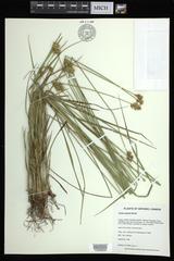 Carex adusta