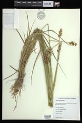 Carex adusta