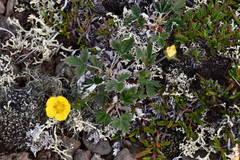 Potentilla × prostrata