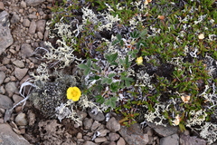 Potentilla × prostrata