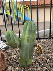 Myrtillocactus