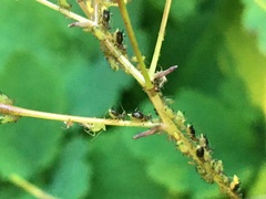 Impatientinum asiaticum