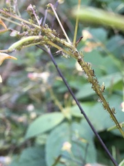 Impatientinum asiaticum