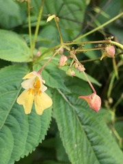 Impatientinum asiaticum