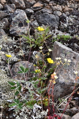 Potentilla × prostrata
