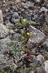 Potentilla × prostrata