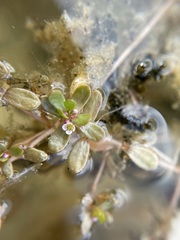 Crassula natans