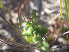 Chaenostoma campanulatum