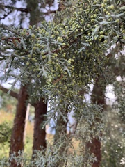 Cupressus glabra
