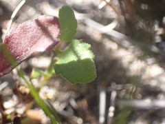Chaenostoma campanulatum