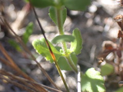 Chaenostoma campanulatum
