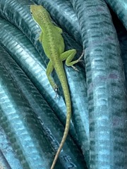 Anolis carolinensis