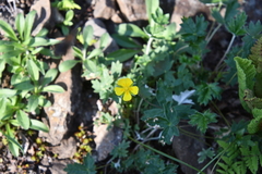 Potentilla × prostrata