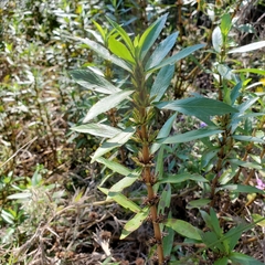 Hygrophila lacustris
