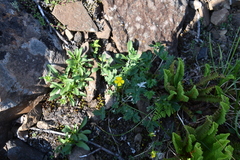 Potentilla × prostrata