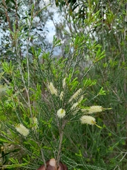 Melaleuca parvistaminea
