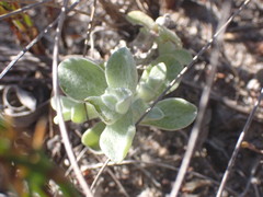 Helichrysum litorale