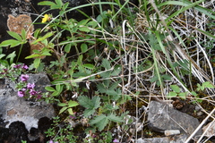 Potentilla × prostrata