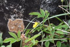 Potentilla × prostrata