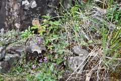 Potentilla × prostrata