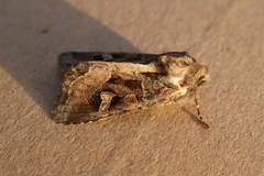 Trigonophora jodea