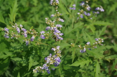 Vitex negundo heterophylla