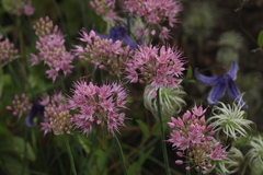 Allium psebaicum
