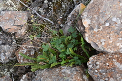 Potentilla × prostrata