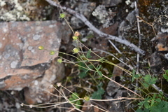 Potentilla × prostrata