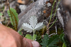 Potentilla × prostrata