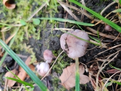 Inocybe lilacina