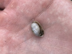Bulla occidentalis