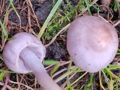 Inocybe lilacina