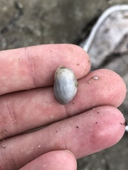 Bulla occidentalis