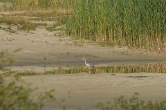 Ardea cinerea