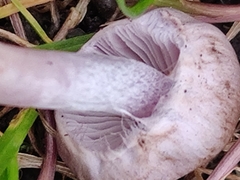 Inocybe lilacina