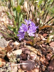 Codonorhiza elandsmontana