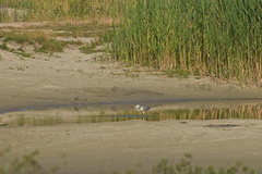 Ardea cinerea