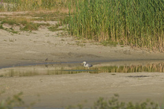 Ardea cinerea