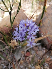 Codonorhiza elandsmontana