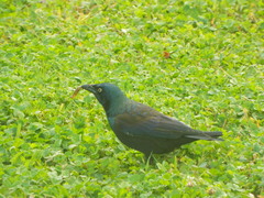 Quiscalus quiscula versicolor