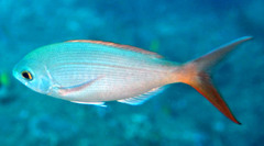 Blue Snapper photo 3